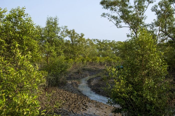 Hutan mangrove Subang